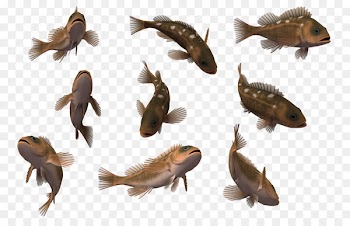 Tropical fish 3D computer graphics Wallpaper - Benthic fauna 3d cartoon 