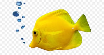 Tropical fish Aquarium Ornamental fish - fish 