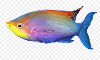 Tropical fish Aquariums - exotic 