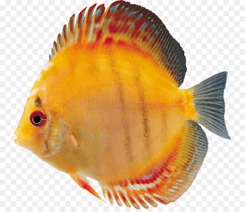 Tropical fish Bony fishes Clip art - fish 