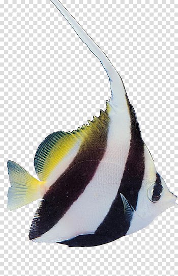 Tropical fish Carassius auratus Aquatic Plants, Colorful fish transparent background PNG clipart