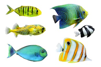 Tropical fish collection on white background