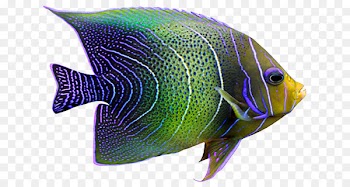Tropical fish Coral reef fish - fish 