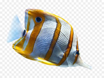 Tropical fish Desktop Wallpaper Ornamental fish - fish 