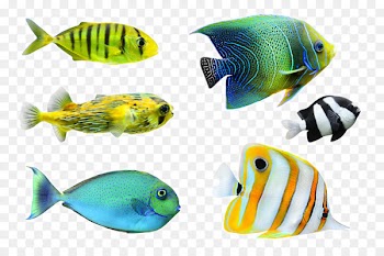 Tropical fish Desktop Wallpaper Photography - Tropical Fish 