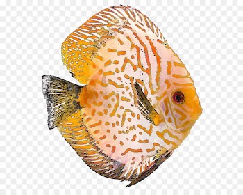 Tropical fish Discus Clownfish Clip art - tropical fish 
