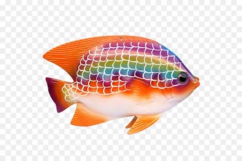 Tropical fish Ornamental fish Guppy - Rainbow Fish 