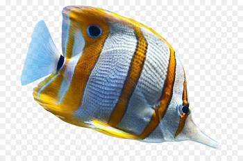 Tropical fish Ornamental fish Sea - ikan koi 