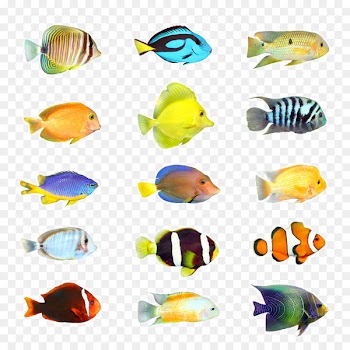 Tropical fish Stock photography Aquarium - Tropical Fish 
