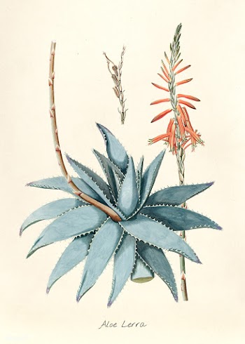 Tropical flower | Free stock illustration - 262931