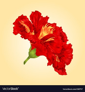 Tropical flower red hibiscus blossom simple flower vector image