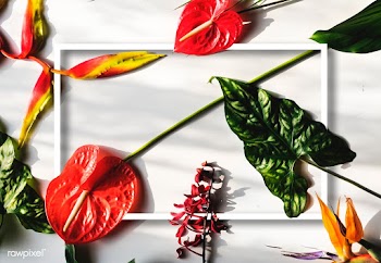 Tropical flowers and frame | Free stock psd mockup - 599726