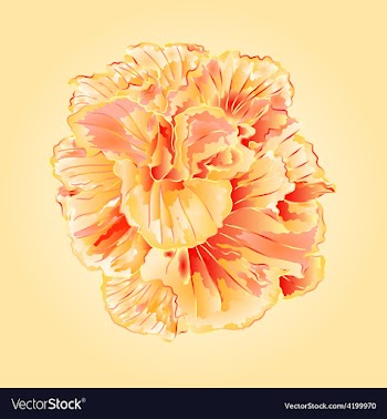 Tropical flowers yellow hibiscus blossom simple vector image
