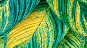Tropical Foliage Close-Up