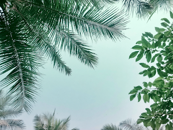 Tropical Foliage Framing a Blue Sky