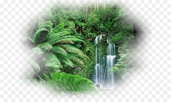 Tropical forest Amazon rainforest Tropical rainforest Tropics - forest 