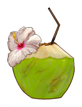 Tropical fresh young coconut illustration | Free stock vector - 463837