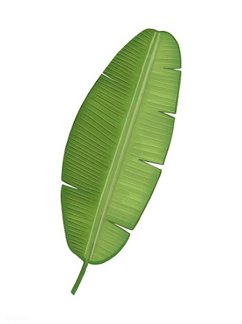 Tropical green banana leaf illustration | Free stock vector - 463856