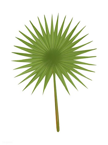 Tropical green fan palm leaf | Free stock vector - 463783