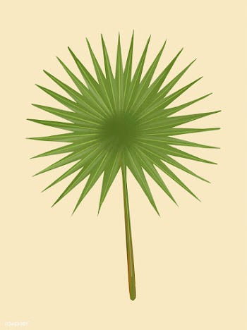 Tropical green fan palm leaf | Free stock vector - 463797