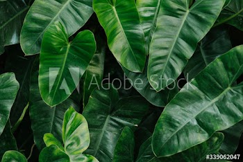 Tropical green leaves background