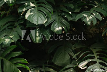 Tropical green leaves background