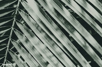 Tropical green palm leaves background | Free  photo - 2312935