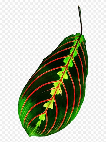 Tropical Leaf By Jeanicebartzen27 - 人間の命綱: 血管を守る