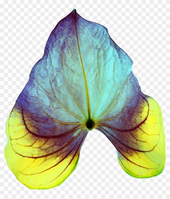 Tropical Leaf By Jeanicebartzen27 Tropical Leaf By - Lesser Celandine