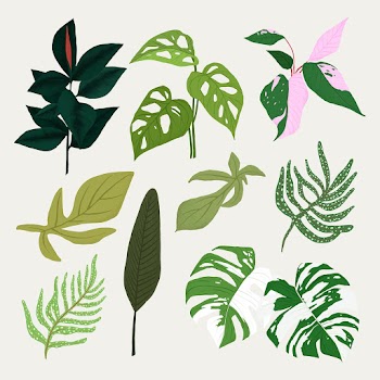 Tropical leaf PSD botanical illustration set | Free stock illustration | High Resolution graphic