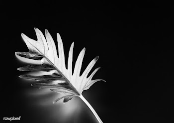 Tropical leaf with negative effect | Free stock photo - 400535
