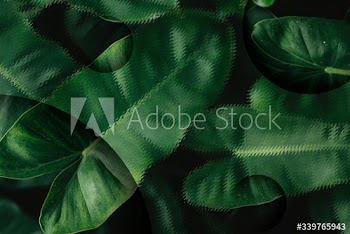 Tropical leaves background