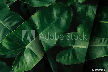 Tropical leaves background