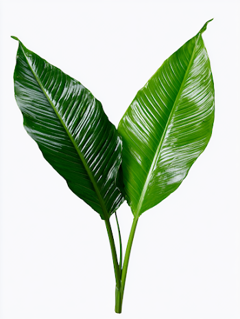 Tropical Leaves Isolated on White Background
