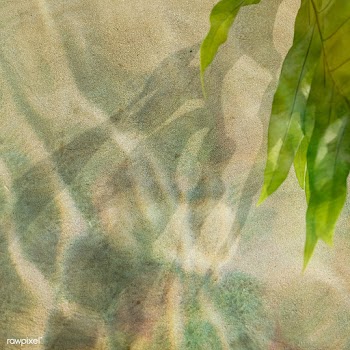Tropical leaves on a concrete wall background | Free  photo - 2333728