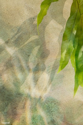 Tropical leaves on a concrete wall background | Free  photo - 2333730