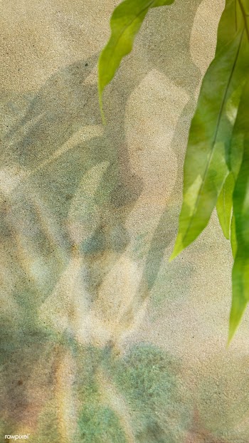 Tropical leaves on a concrete wall background | Free  photo - 2333732