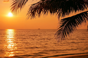 Tropical Ocean Sunset with Palm Fronds