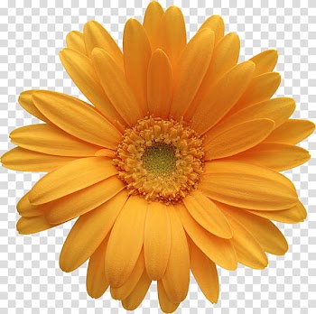 Tropical , orange petaled flower transparent background PNG clipart