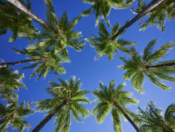 Tropical Palm Canopy Under Clear Blue Sky