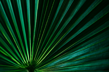 Tropical Palm Fan Leaf Close-Up