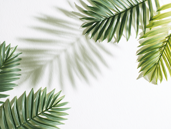 Tropical Palm Fronds Flat Lay