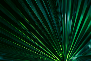 Tropical Palm Leaf Close-Up