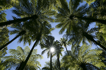 Tropical Palm Tree Canopy Under Bright Blue Sky