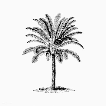 Tropical palm tree | Free stock vector - 572500