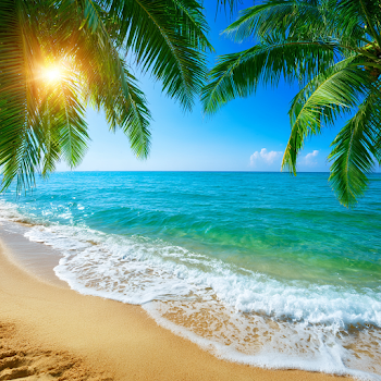 Tropical Paradise Beach Scene
