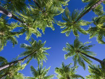 Tropical Paradise: Underneath Coconut Palm Trees
