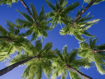 Tropical Paradise: Upward View of Coconut Palms