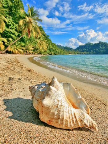 Tropical Paradise with Weathered Conch Shell on Sandy Beach