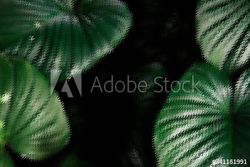 Tropical philodendron leaves textured background